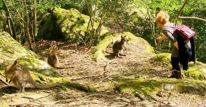 Pădurea Rambouillet singurul loc din Europa unde trăiesc canguri sălbatici