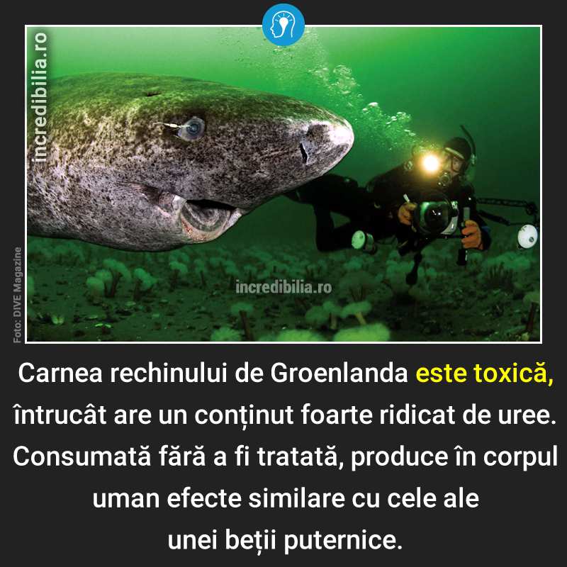 400. rechinul de groenlanda