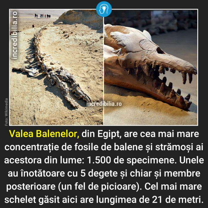 403.valea balenelor_3_red