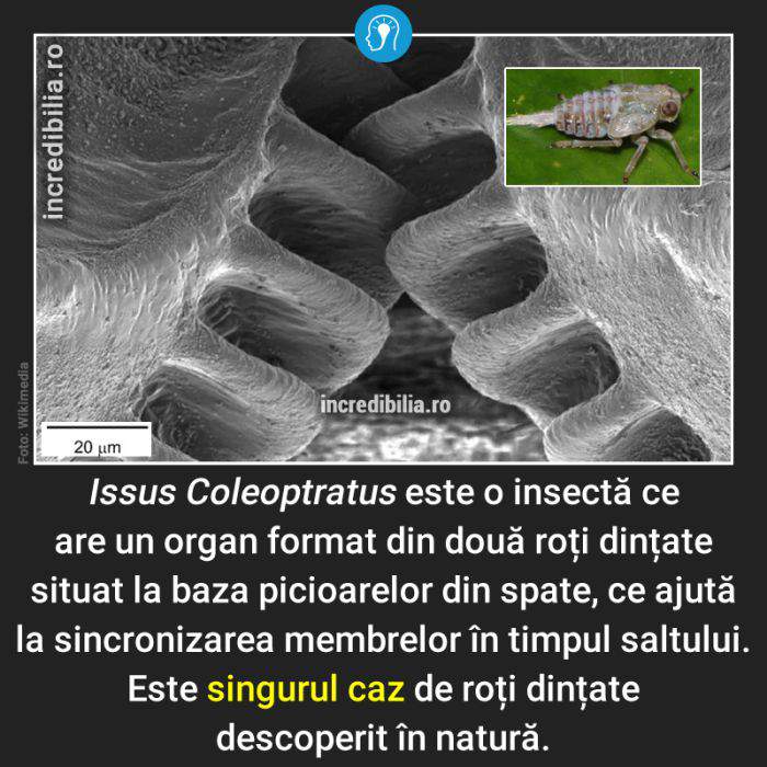 419. Issus coleoptratus roti zimtate_19_red