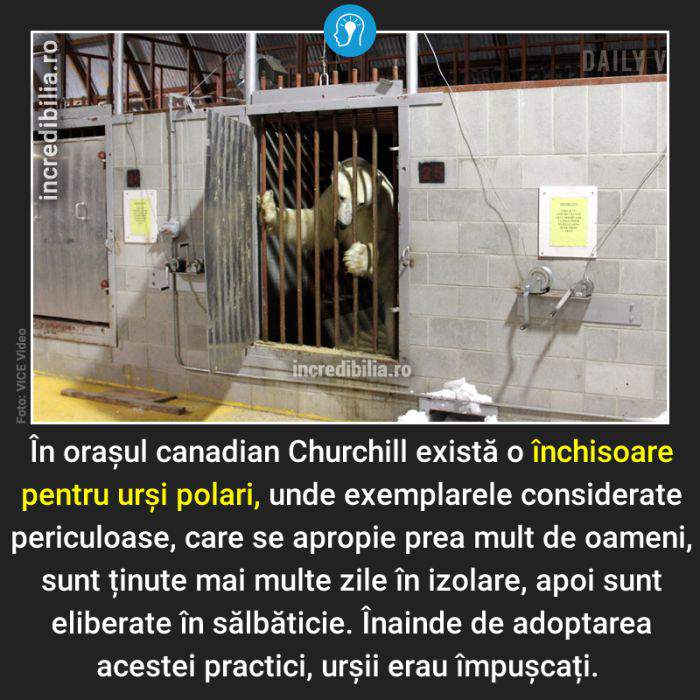 437. inchisoarea ursilor polari_37_red