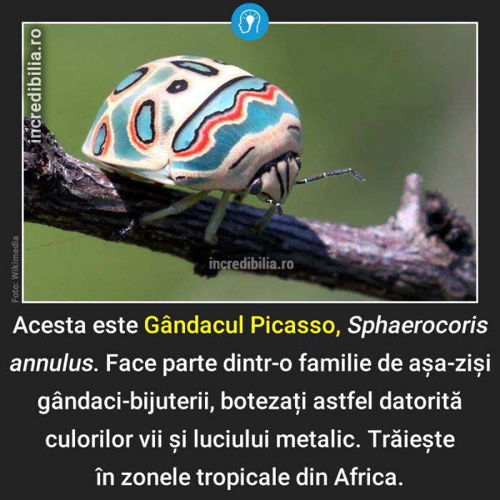 445. gandacul picasso_45_red