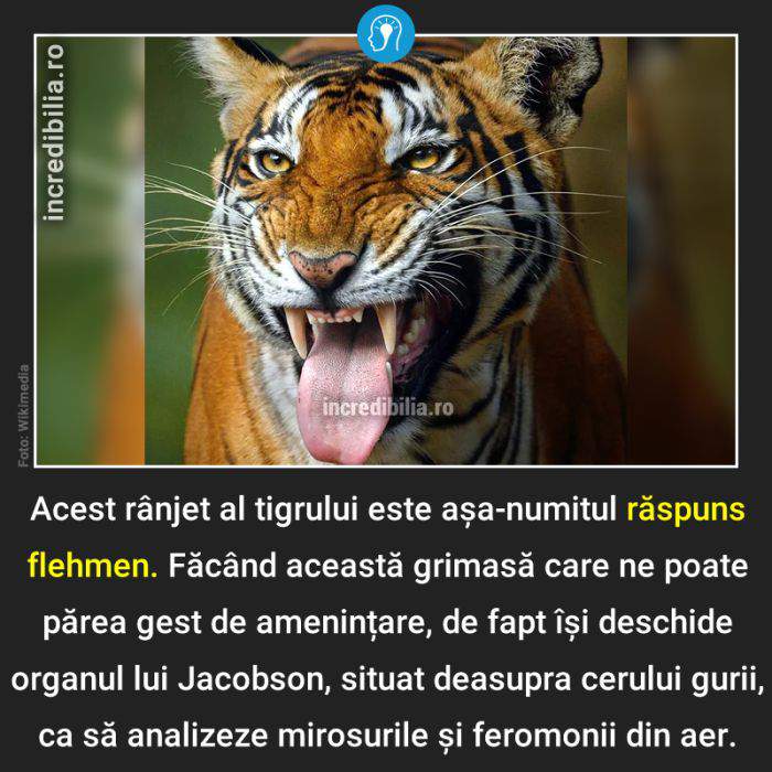 450. raspunsul flehmen_50_red