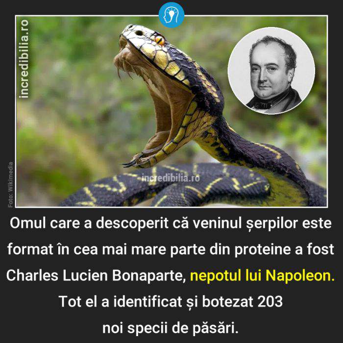 467. venin serpi nepotul lui napoleon_67_red