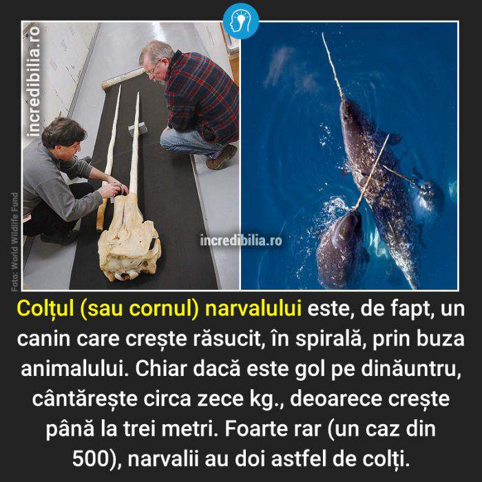 476.narval_76_red