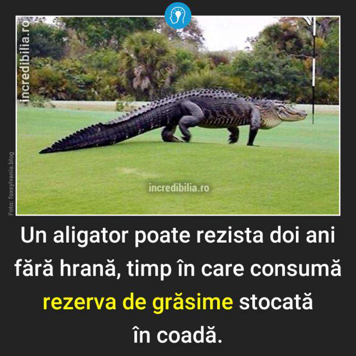 486. aligator grasime coada_86_red