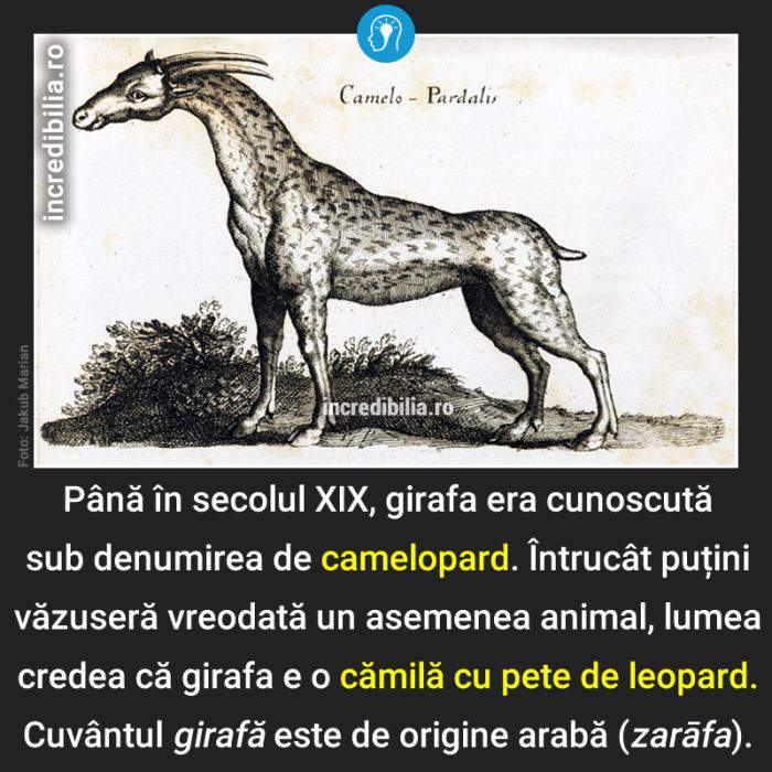 488. camelopard girafa_88_red