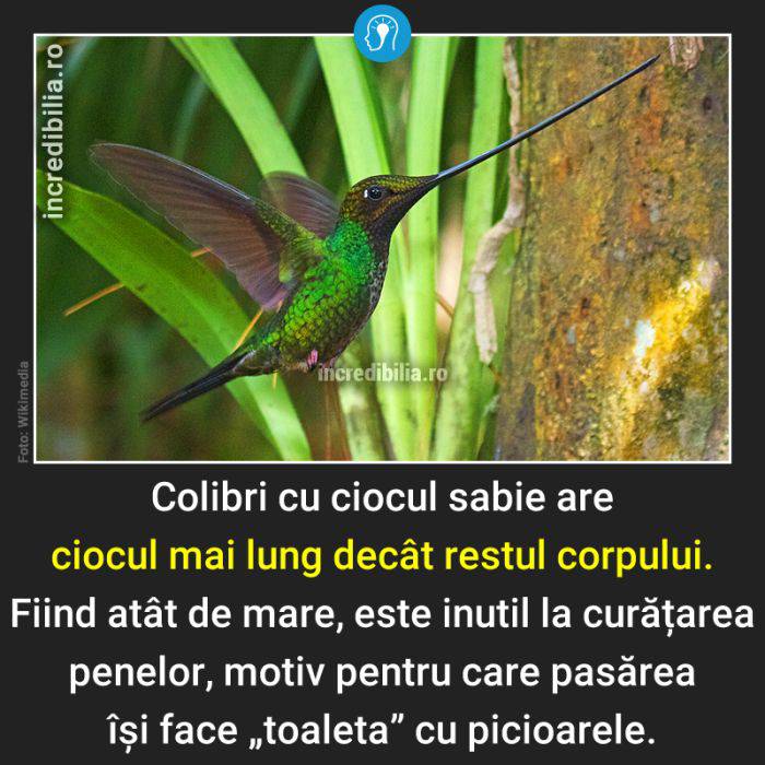 554. colibri cu ciocul sabie_53_red_compressed