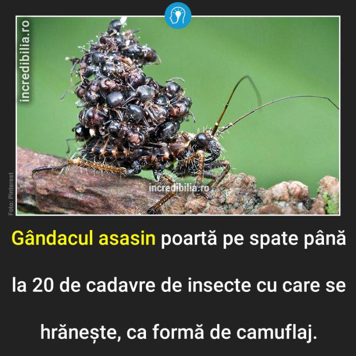 561. gandacul asasin_60_red_compressed