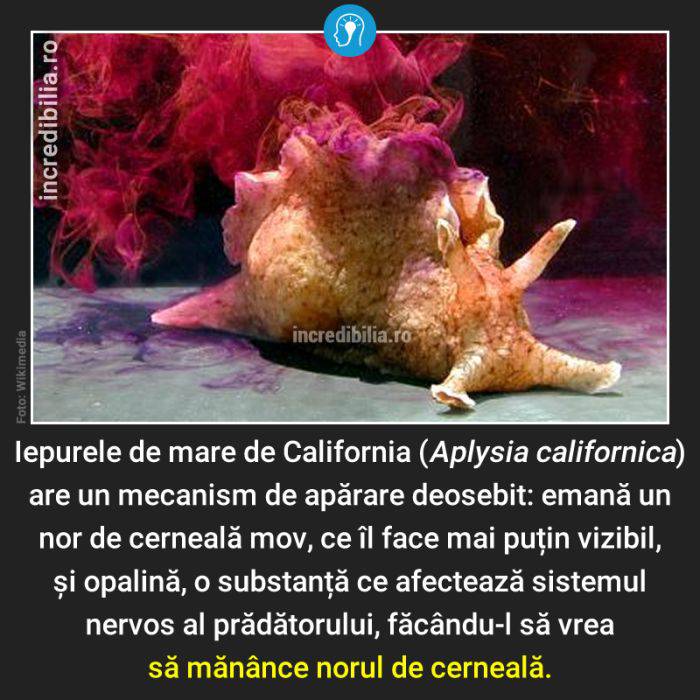 573. melcul iepure de mare de California_72_red_compressed