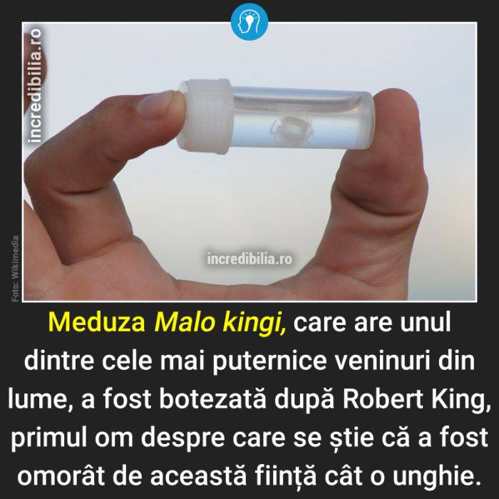 581. meduza malo kingi_80_red_compressed