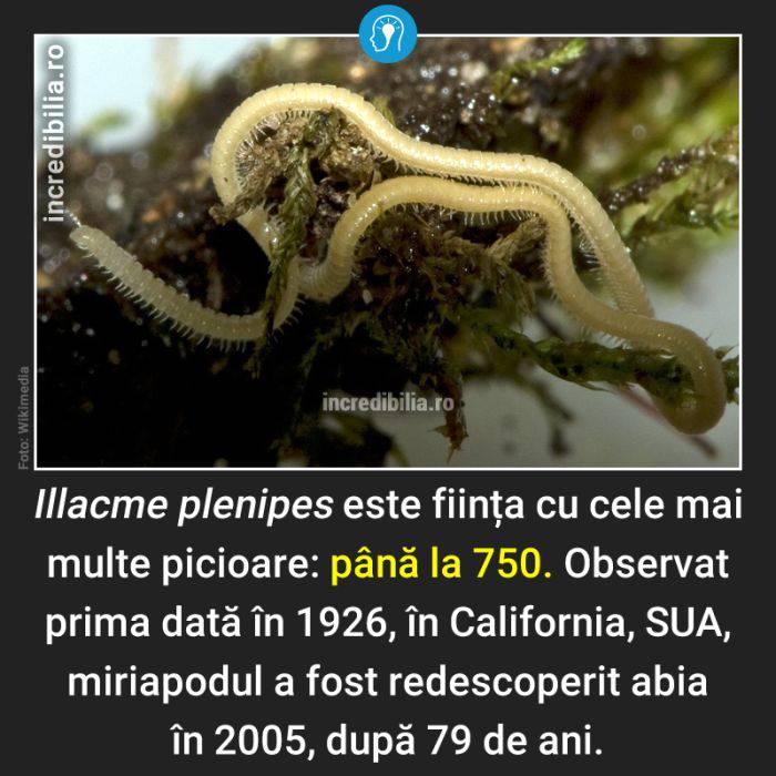 582. miriapodul illacme plenipes 750 picioare_81_red_compressed
