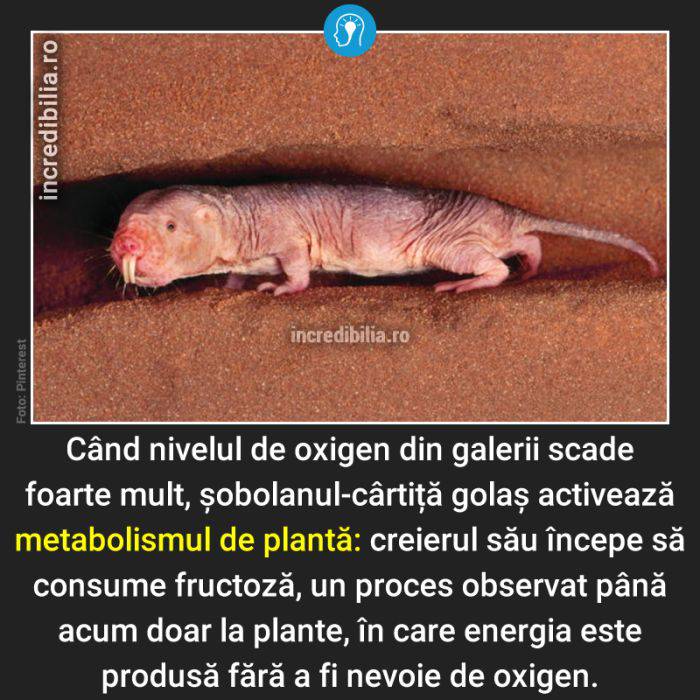 586. sobolanul cartita golas_86_red_compressed