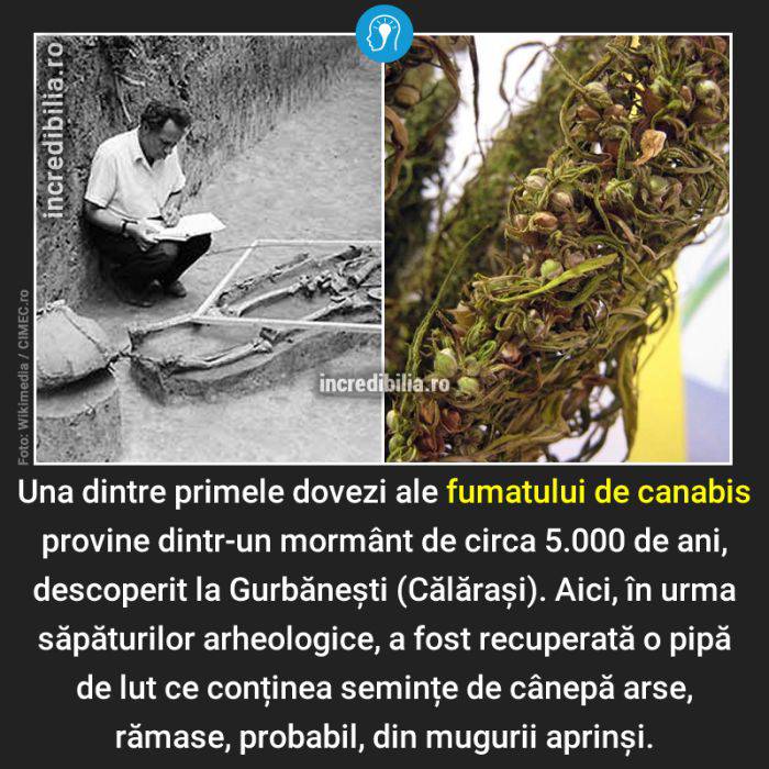 587. canabis fumat_87_red_compressed