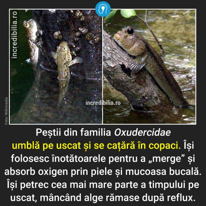 588. pestii oxudercidae umbla pe uscat_88_red_compressed