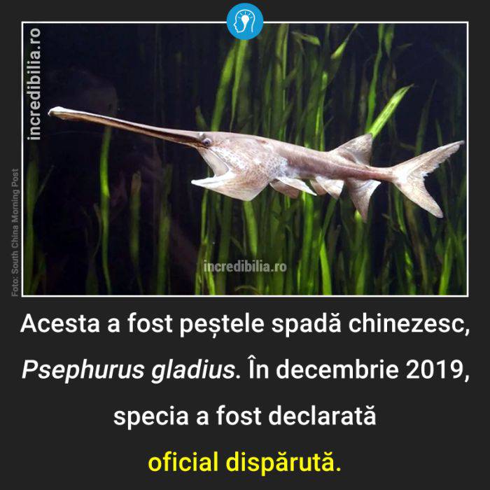 591. pestele spada chinezesc specie disparuta_91_red_compressed