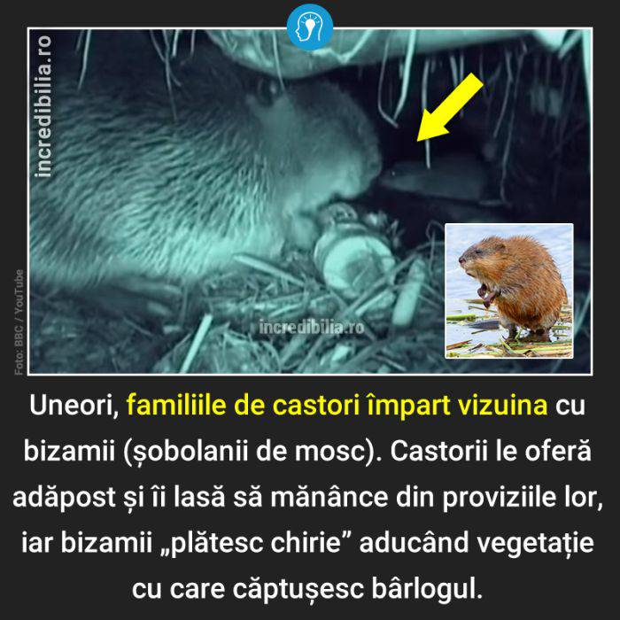 593. castorii si bizamii imbart vizuina_93_red_compressed