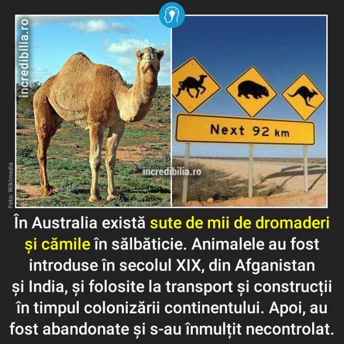 607. camilele din australia_7_red