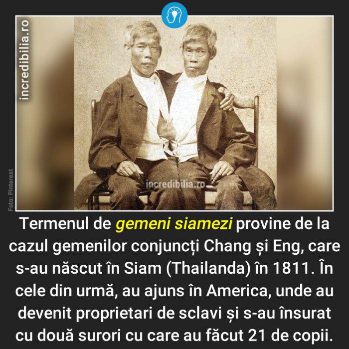 609. gemeni siamezi chang si eng_9_red