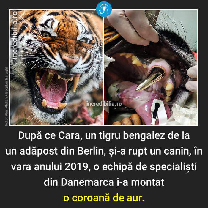 619. cara tigrul cu dinte de aur_19_red