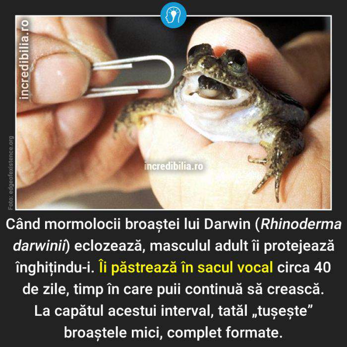640. broasca lui darwin_39_red