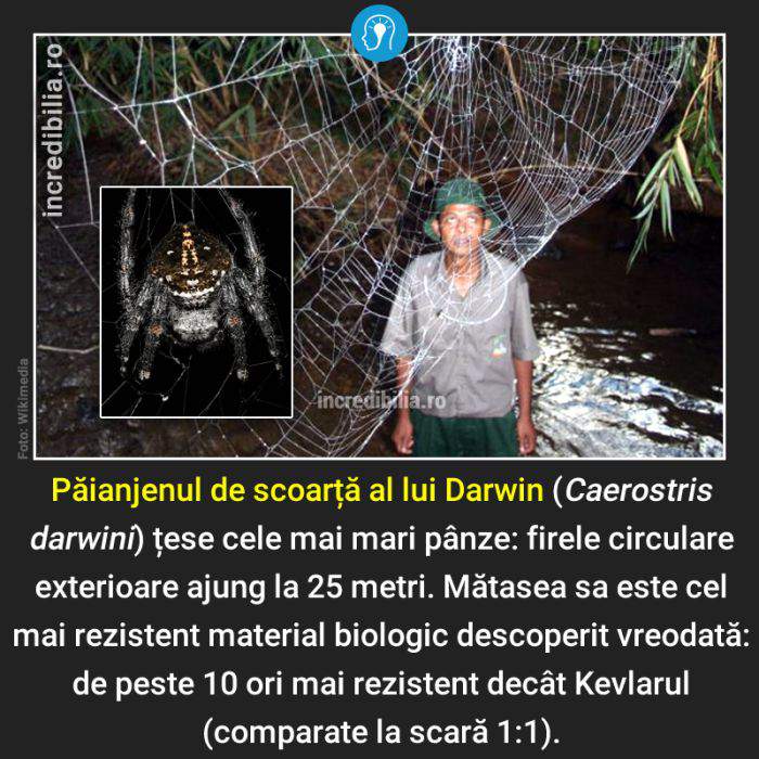 660. paianjenul de scoarta al lui darwin_59_red
