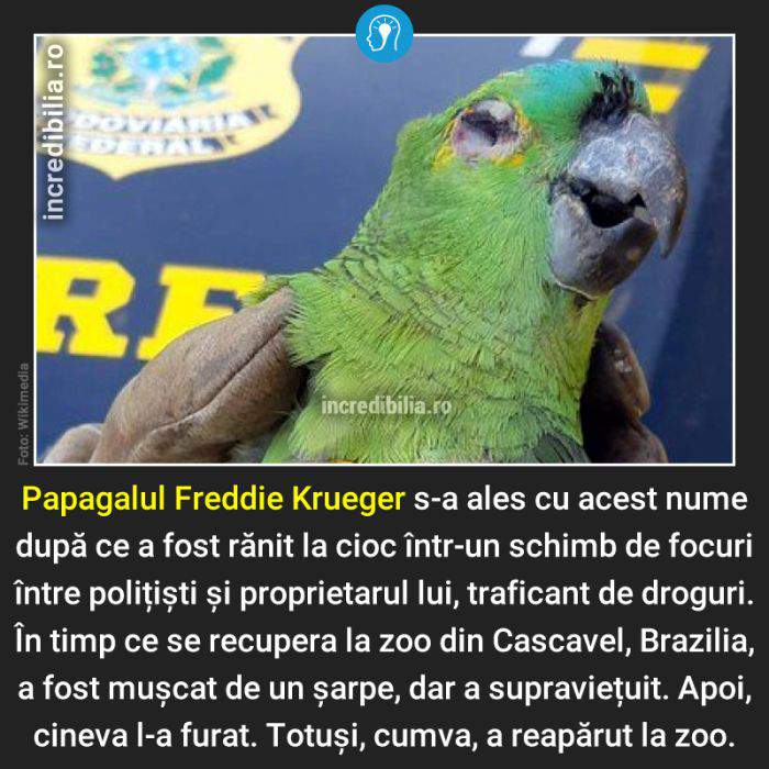 661. papagalul freddie krueger_60_red