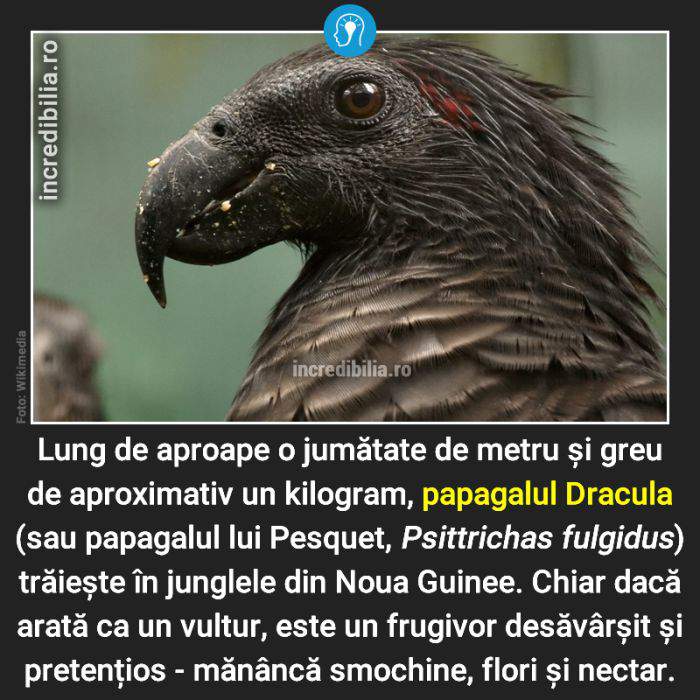 675. papagalul dracula_73_red