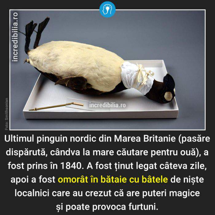687. pinguinul nordic omorat in bataie_85_red