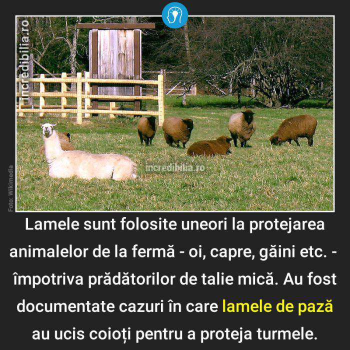 695. lamele de paza_93_red