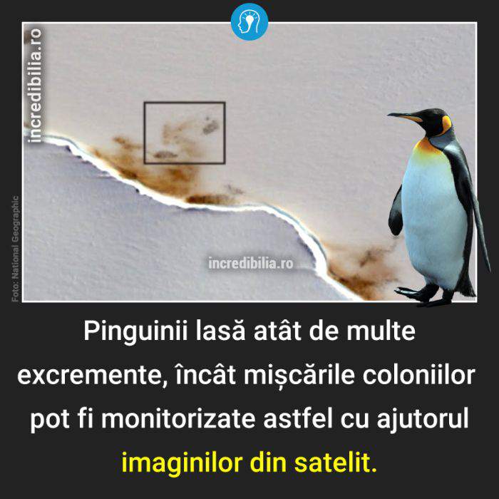 758. pinguini excremente_154_red