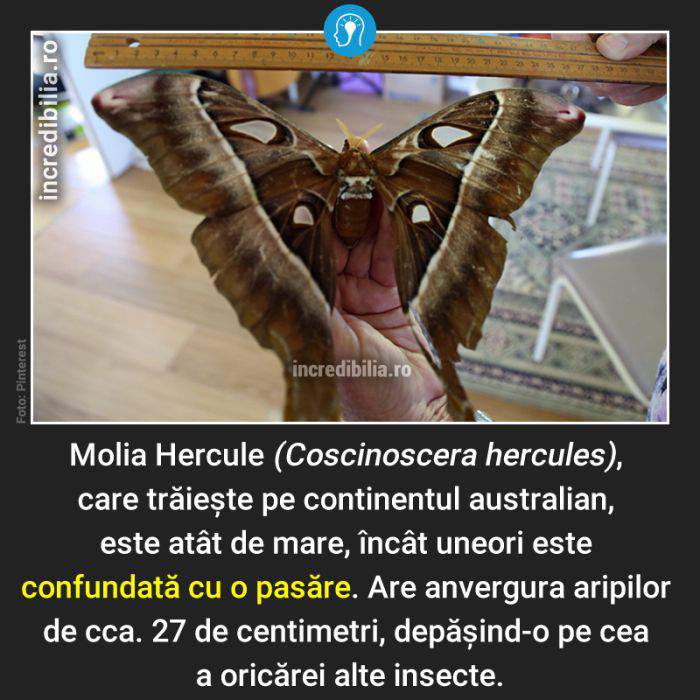 769. molia hercule_165_red