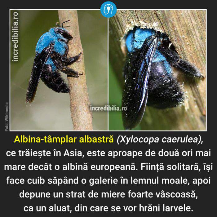 776. albina tamplar albastra_172_red