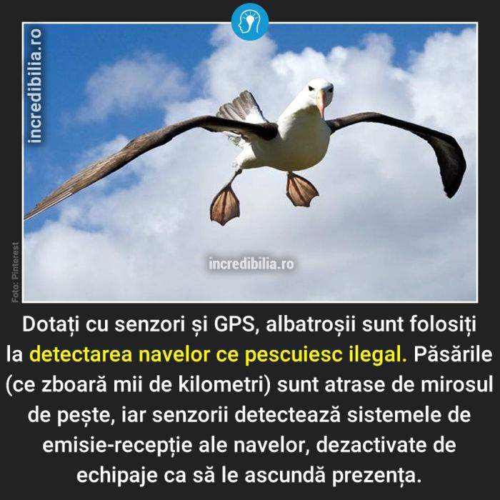 787. albatrosi pescuit ilegal_182_red