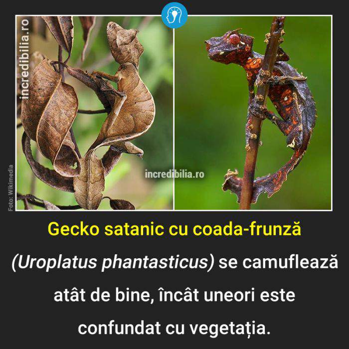 790. gecko satanic_185_red