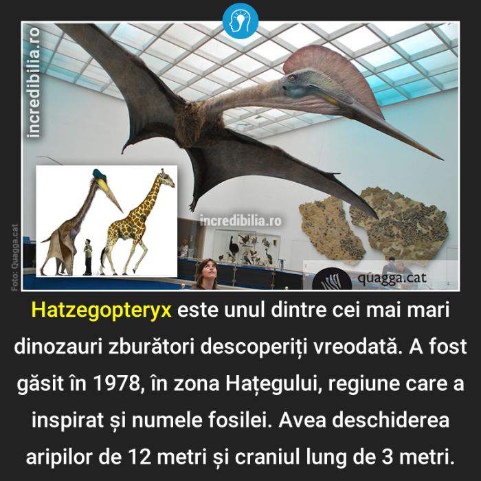 792. hatzegopteryx_187_red