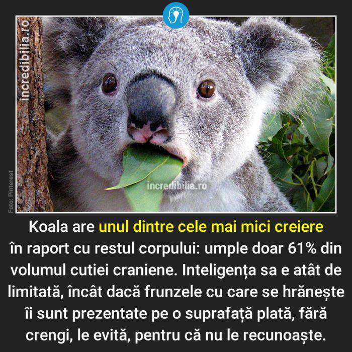 807. koala_7_red_compressed