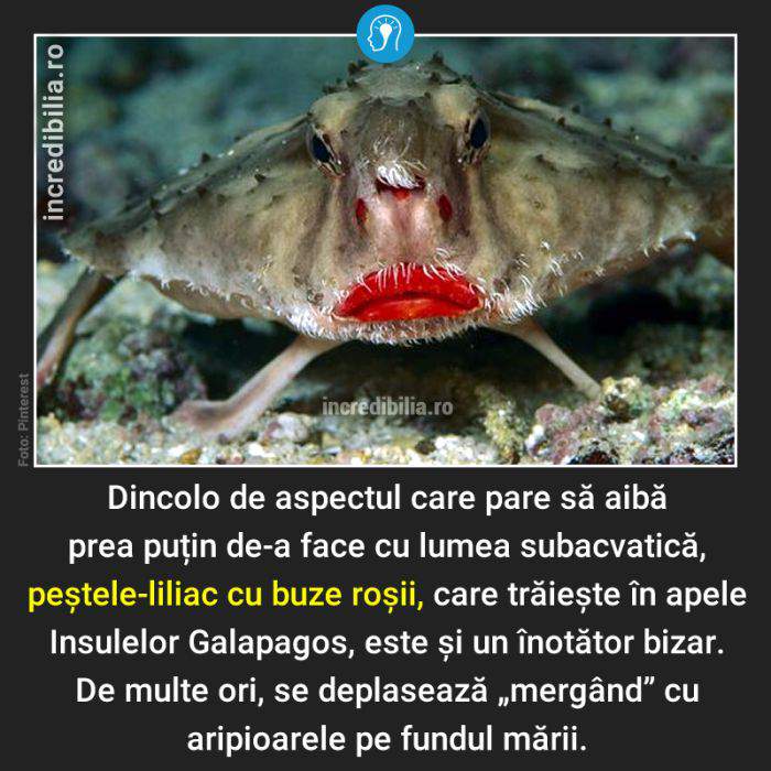 810. pestele liliac cu buze rosii_10_red_compressed