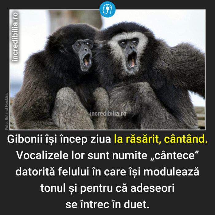861. gibonii canta la rasarit_52_red_compressed