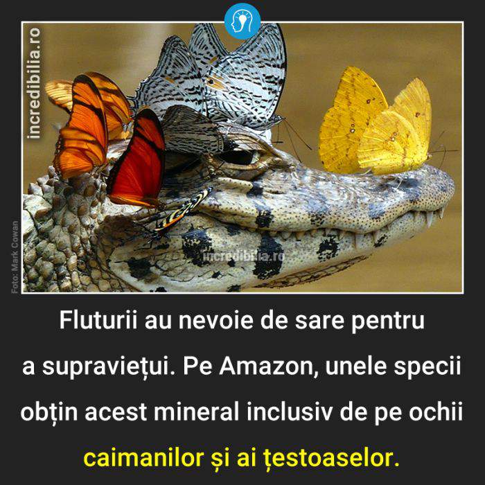 873. fluturi lacrimi caimani amazon_64_red_compressed