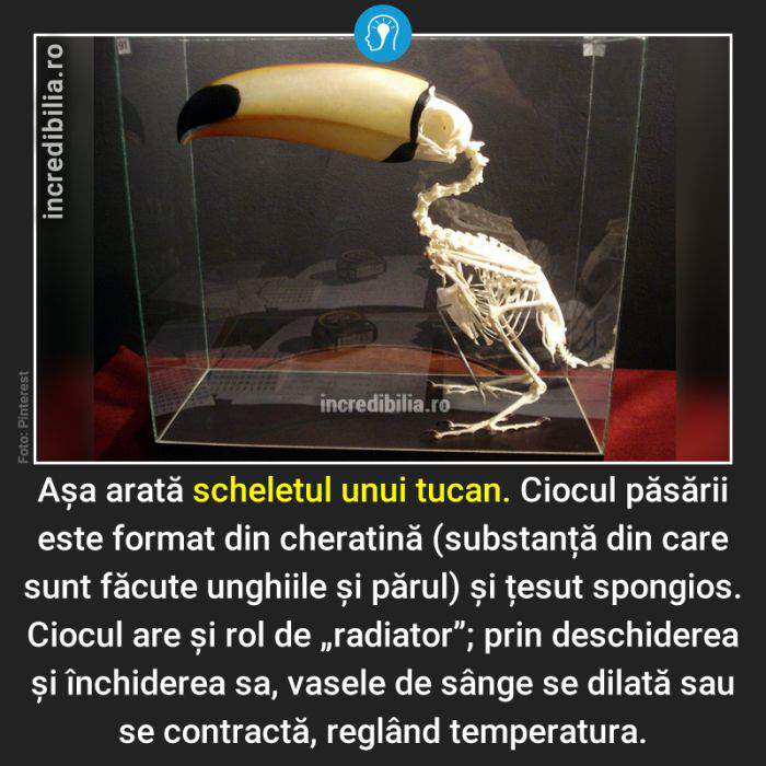 901. schelet de tucan_1_red_compressed