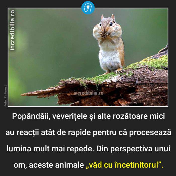 906. cum vad animalele mici_6_red_compressed