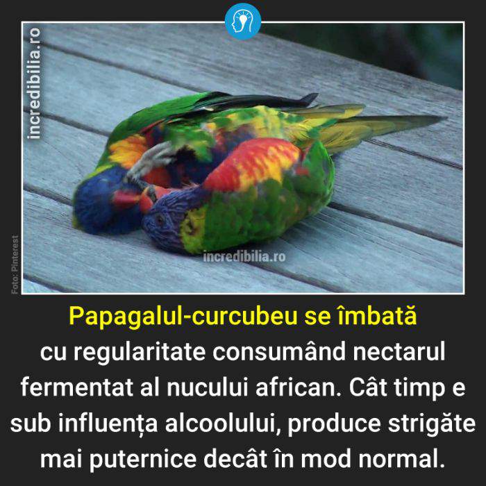 909. papagalul curcubeu australian_9_red_compressed