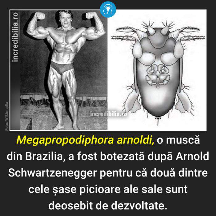 1001. musca lui arnold schwartrzenegger_1_red_compressed