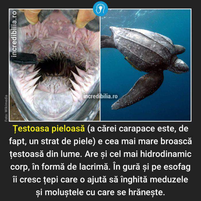 1004. testoasa pieloasa_4_red_compressed