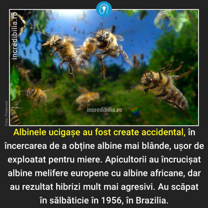 1008. albinele ucigase_8_red_compressed