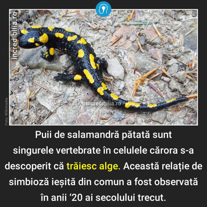 1025. salamandra alge_25_red_compressed