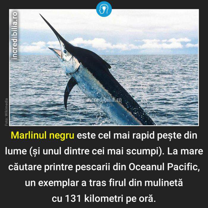 1033. marlinul negru cel mai rapid peste_33_red_compressed