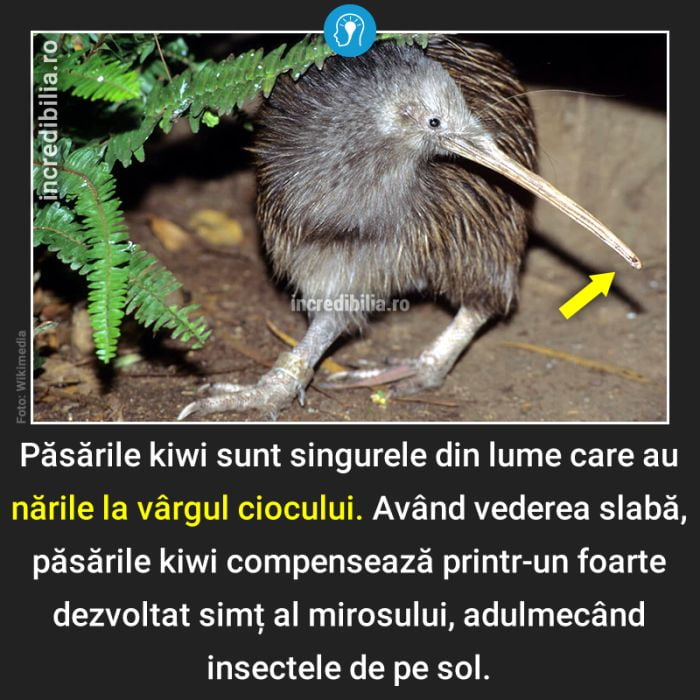 935. pasarile kiwi_33_red