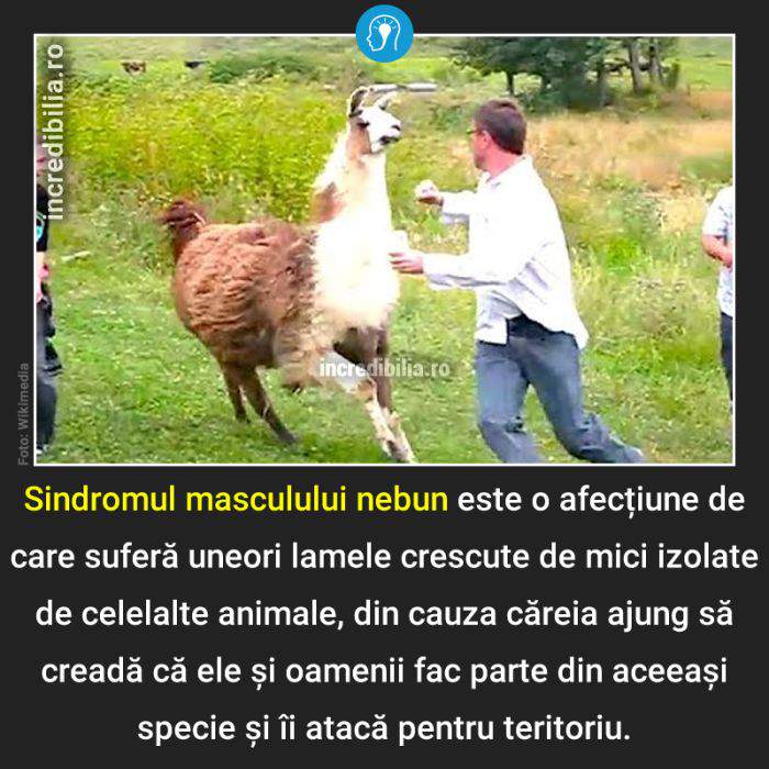 939. sindromul masculului nebun_37_red_compressed